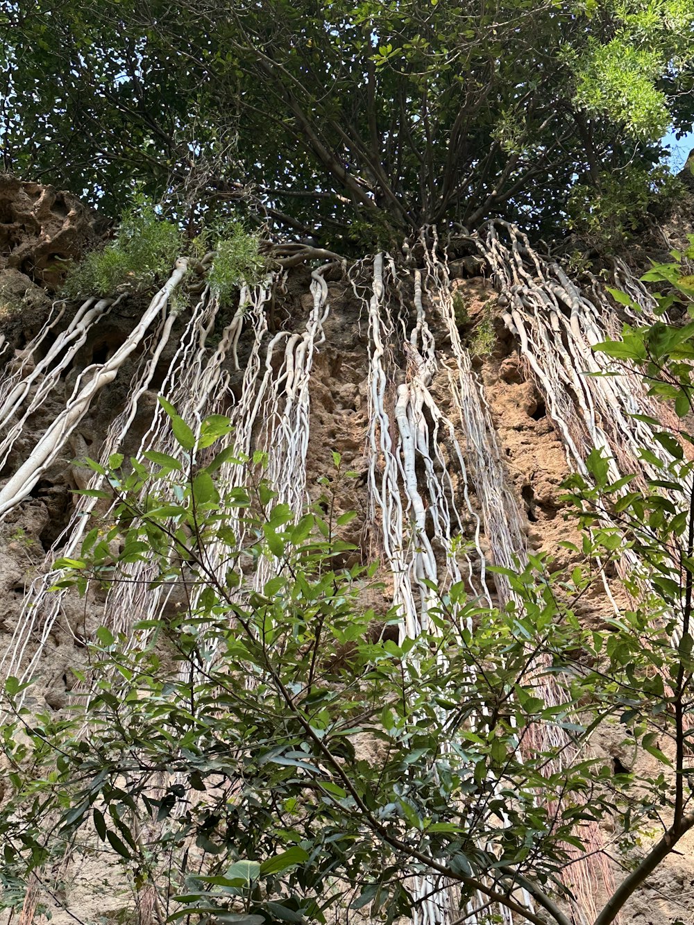 a large tree that is growing out of the side of a mountain