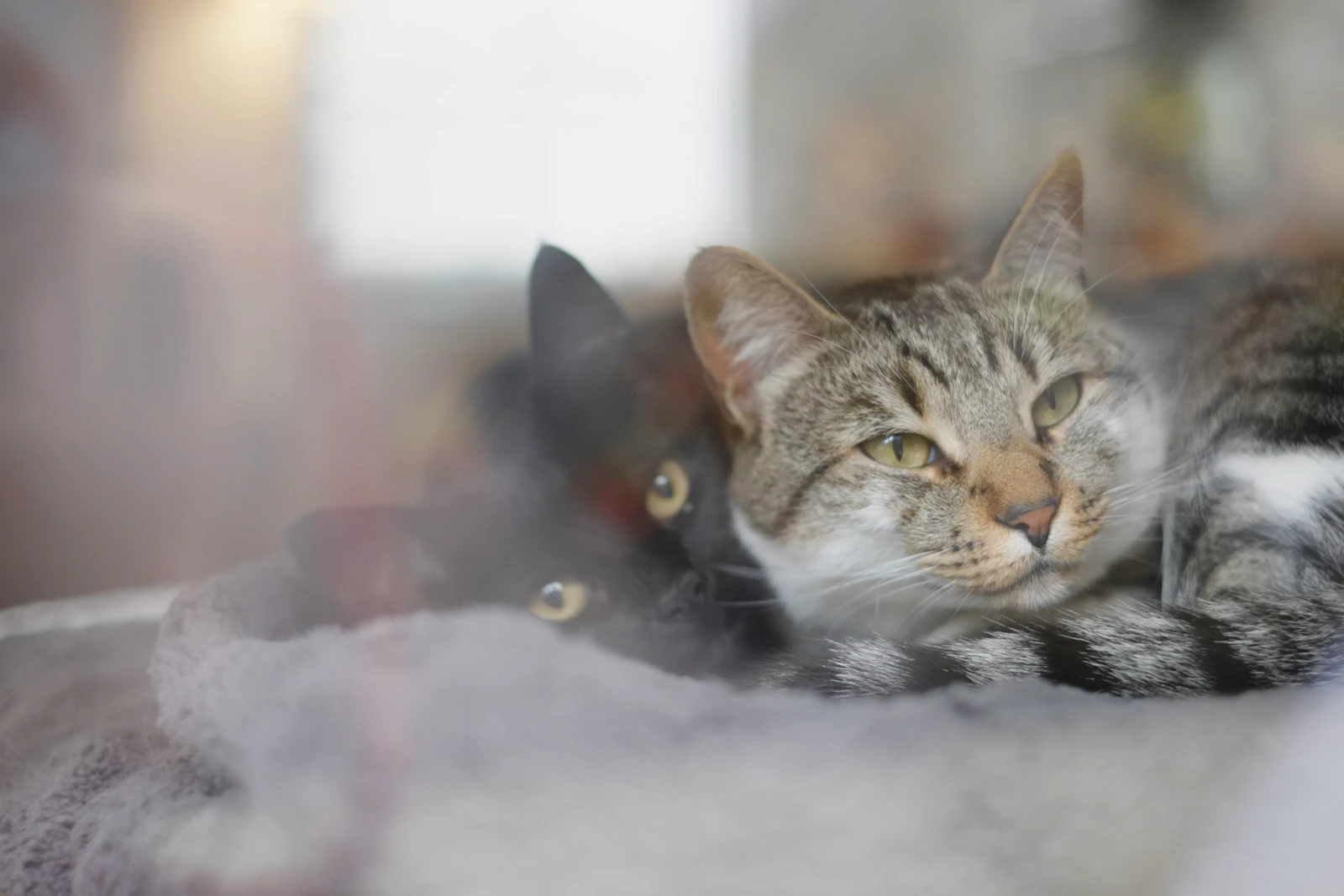 Deux chats installés côte à côte sur un plaid, sereins