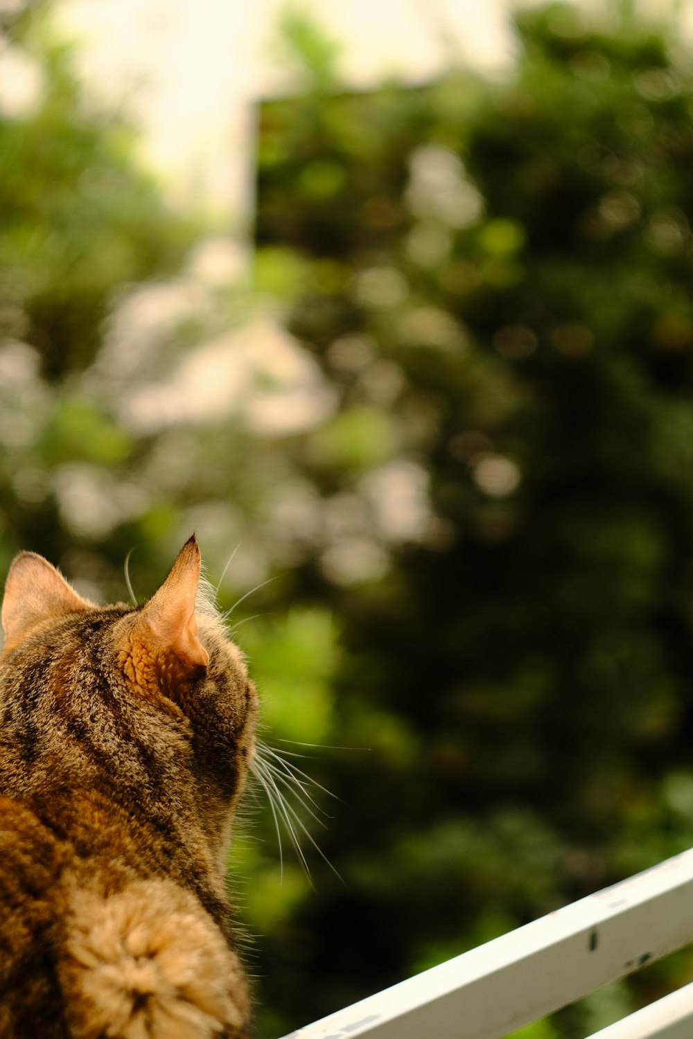 a cat sitting on top of a white bench