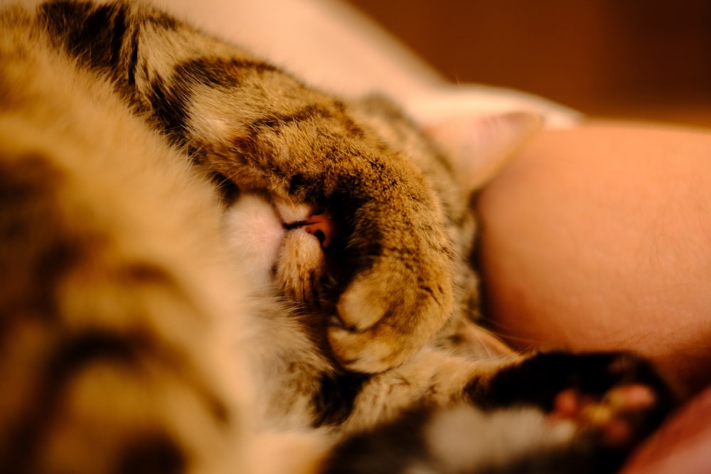 a close up of a cat laying on a person