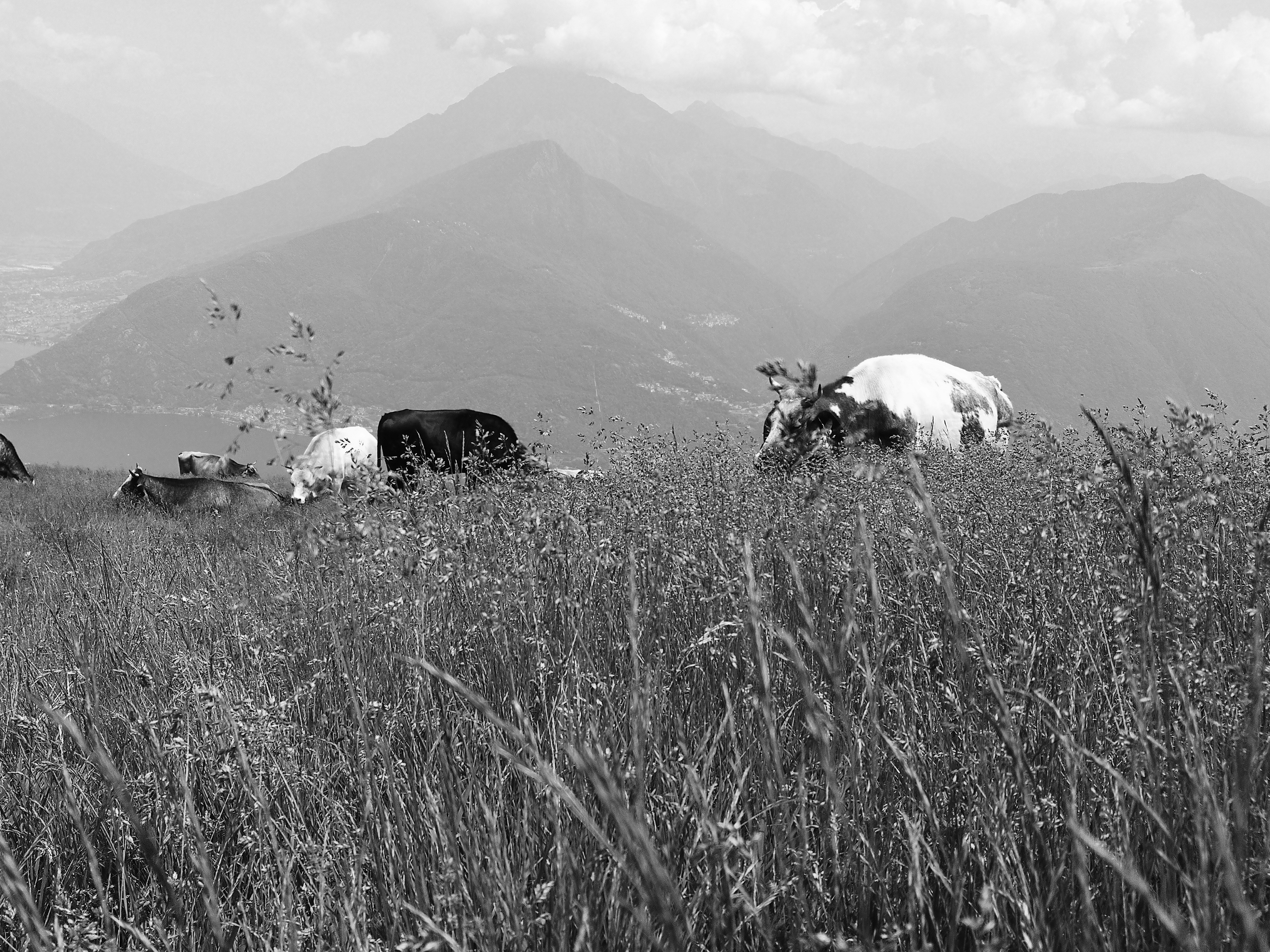 a herd of cattle grazing on a lush green hillside