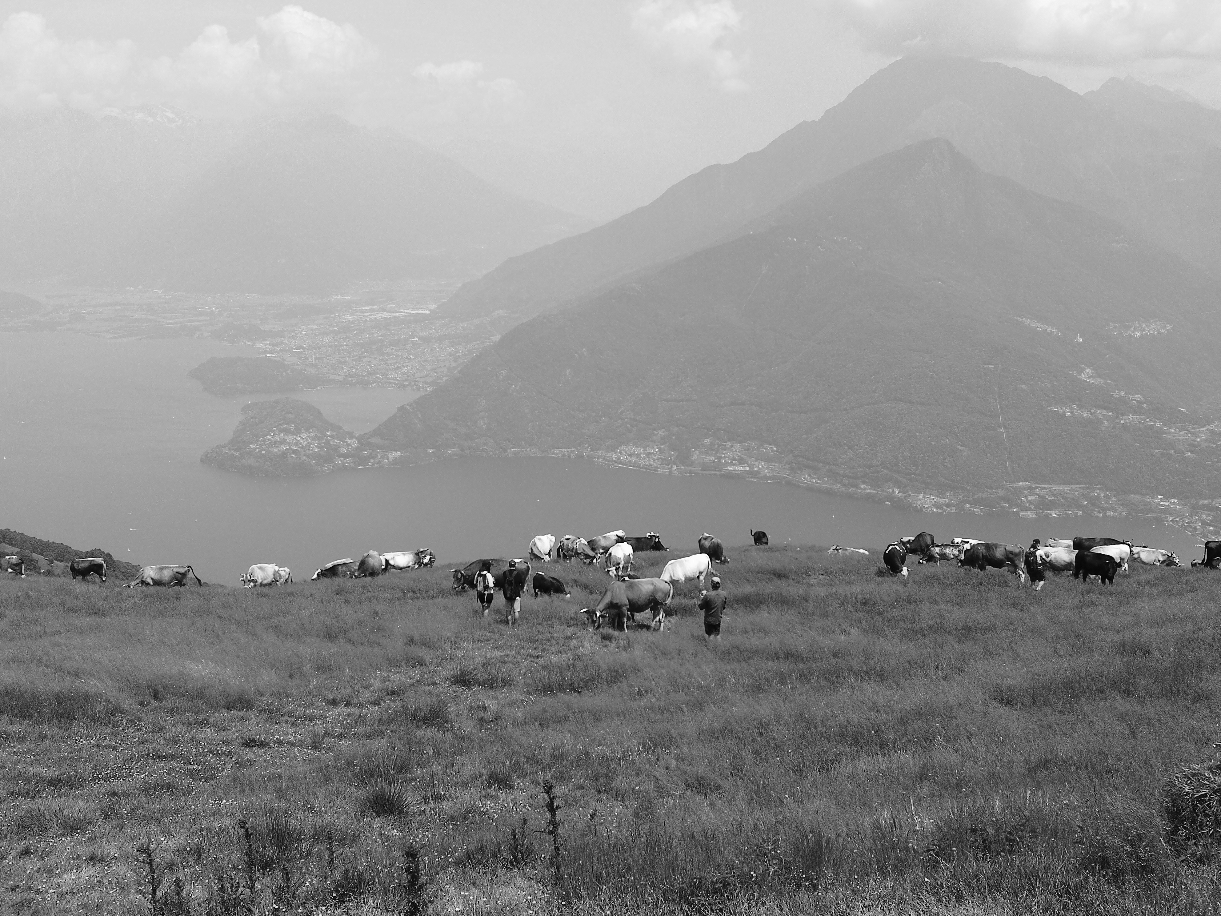 a herd of cattle grazing on a lush green hillside
