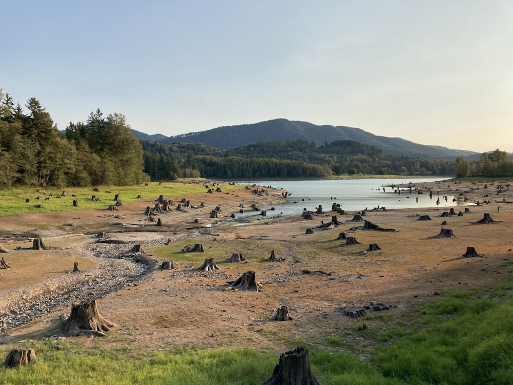 a large body of water surrounded by trees