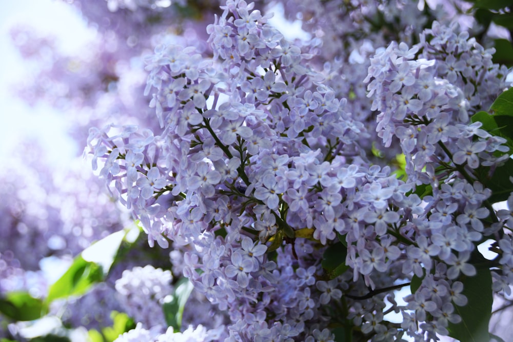 a close up of a bunch of purple flowers