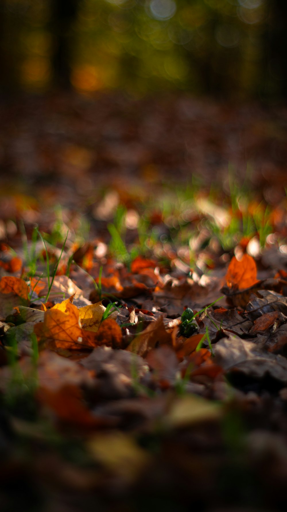 a bunch of leaves that are laying on the ground