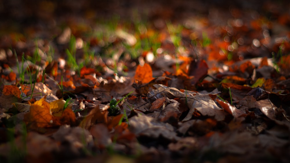 a bunch of leaves that are laying on the ground