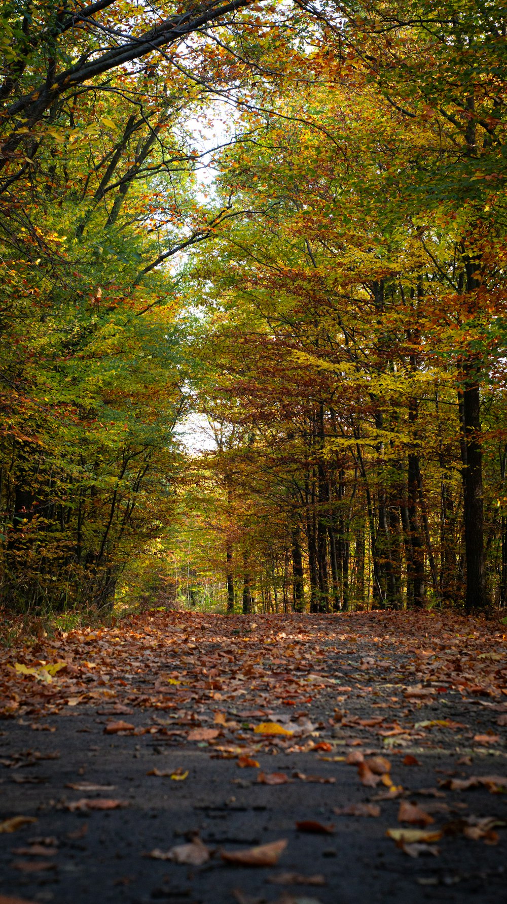 a dirt road surrounded by trees with leaves on the ground