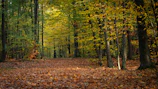 A forest path blanketed with colorful autumn leaves under soft sunlight.