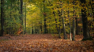 A winding forest path blanketed with autumn leaves, dappled sunlight filtering through tall trees.
