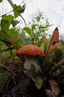 A mushroom with an orange-brown cap and thick white stem grows among a mix of green and brown leaves. The surrounding vegetation consists of varied plant life with vibrant colors, indicating a natural forest floor setting.