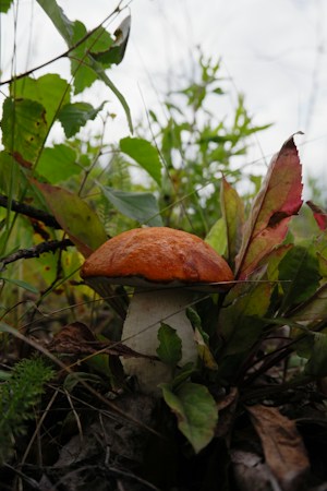 Grzyby lecznicze: soplówka, reishi i shiitake