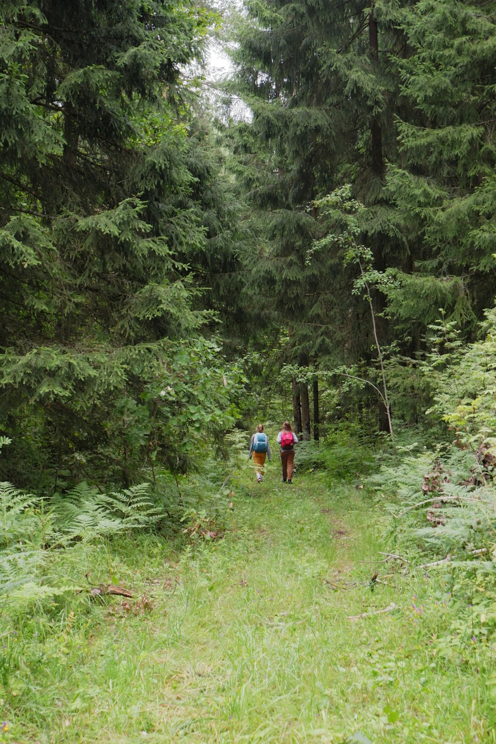 a couple of people that are walking in the woods