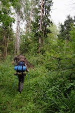 A person is hiking through a dense forest, carrying a large backpack equipped with camping gear and walking poles. The path is surrounded by lush, green foliage and tall trees reach towards the sky, suggesting a thriving, natural environment.