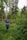 A person is hiking through a dense forest, carrying a large backpack equipped with camping gear and walking poles. The path is surrounded by lush, green foliage and tall trees reach towards the sky, suggesting a thriving, natural environment.