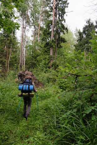 A person is hiking through a dense forest, carrying a large backpack equipped with camping gear and walking poles. The path is surrounded by lush, green foliage and tall trees reach towards the sky, suggesting a thriving, natural environment.