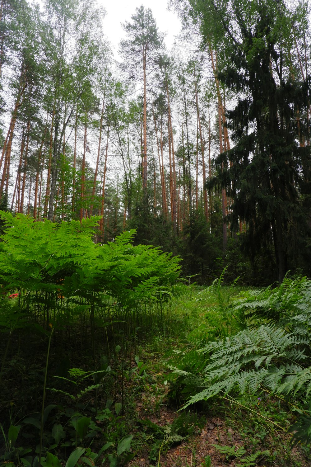 a lush green forest filled with lots of trees