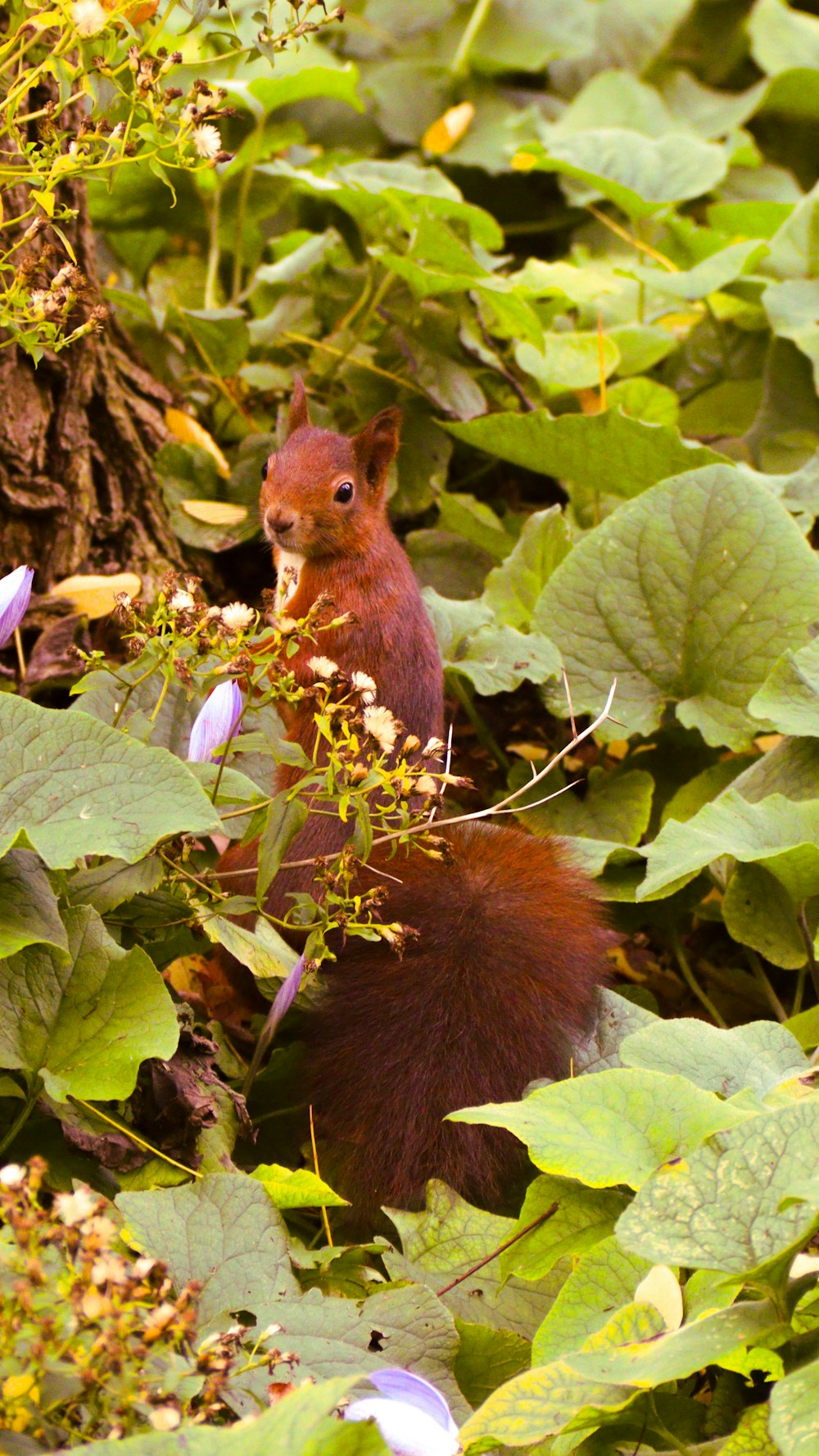 a red squirrel sitting in the middle of a lush green forest