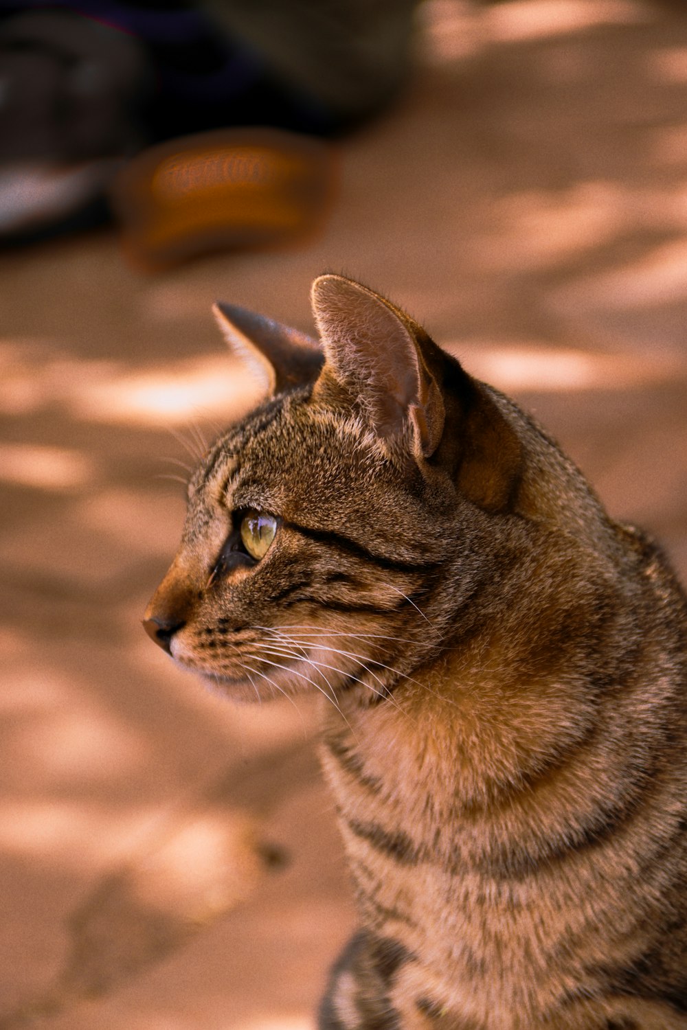 a cat sitting on the ground looking off into the distance