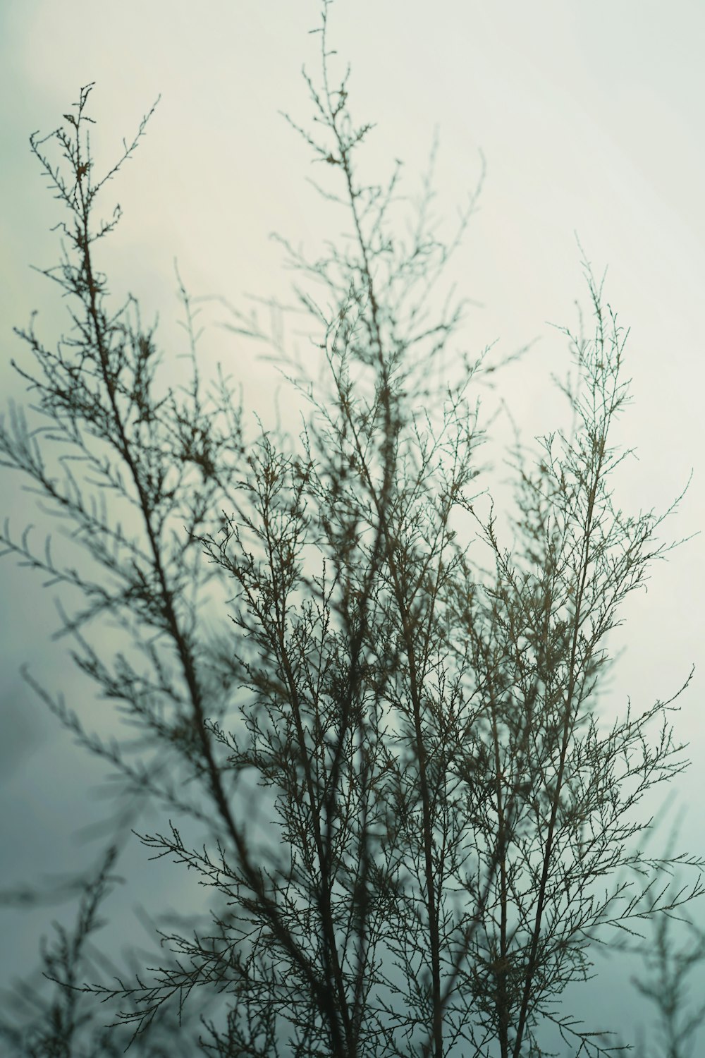 a bird sitting on top of a tree branch