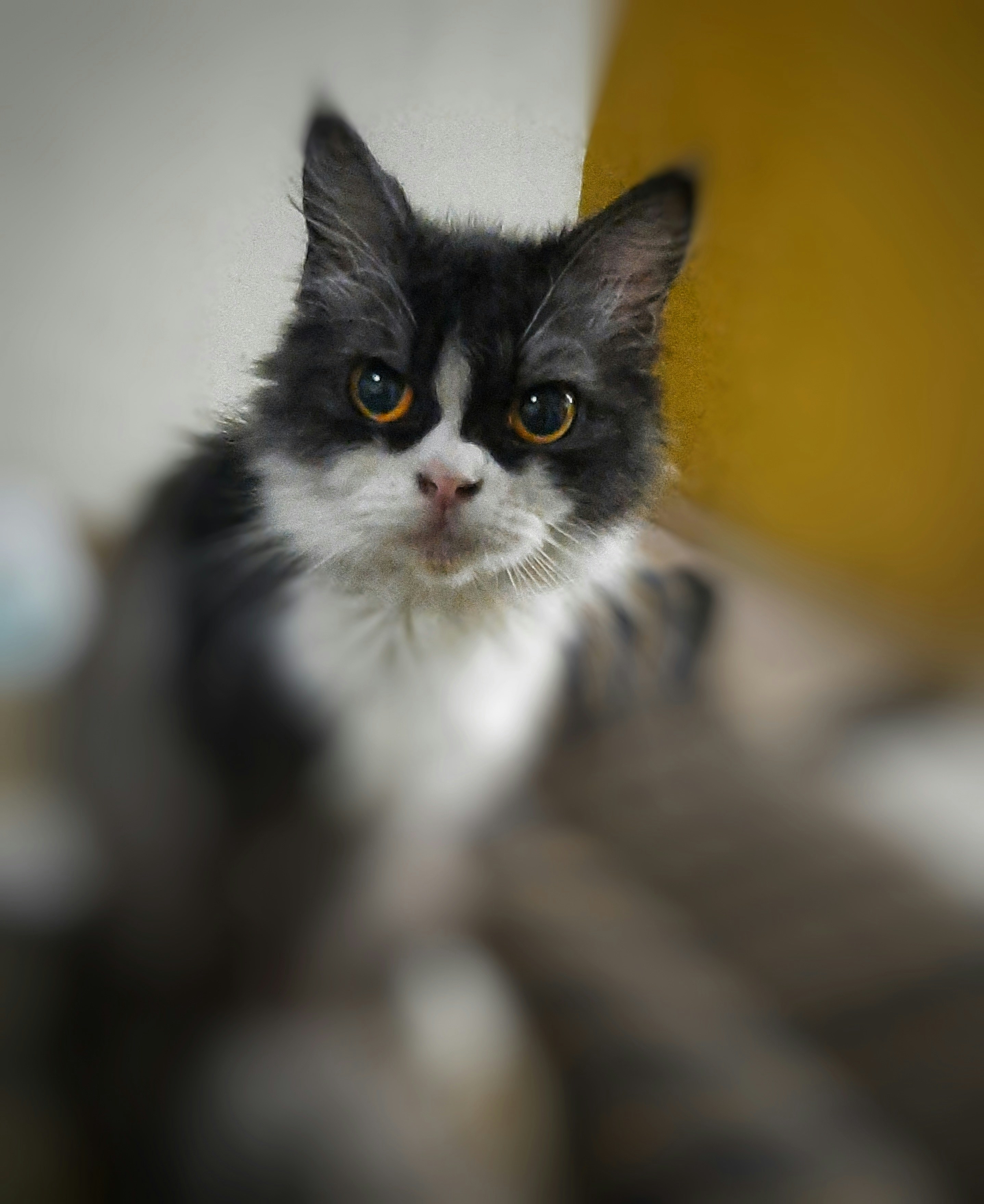 Photo by amperiano_y