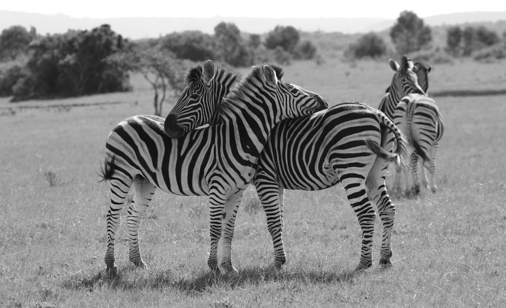 Un gruppo di zebre è in piedi in un campo