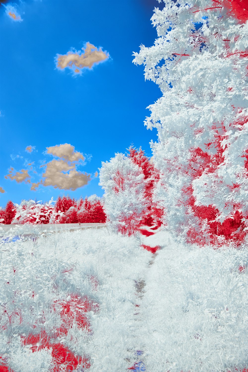 a snow covered field with trees and clouds