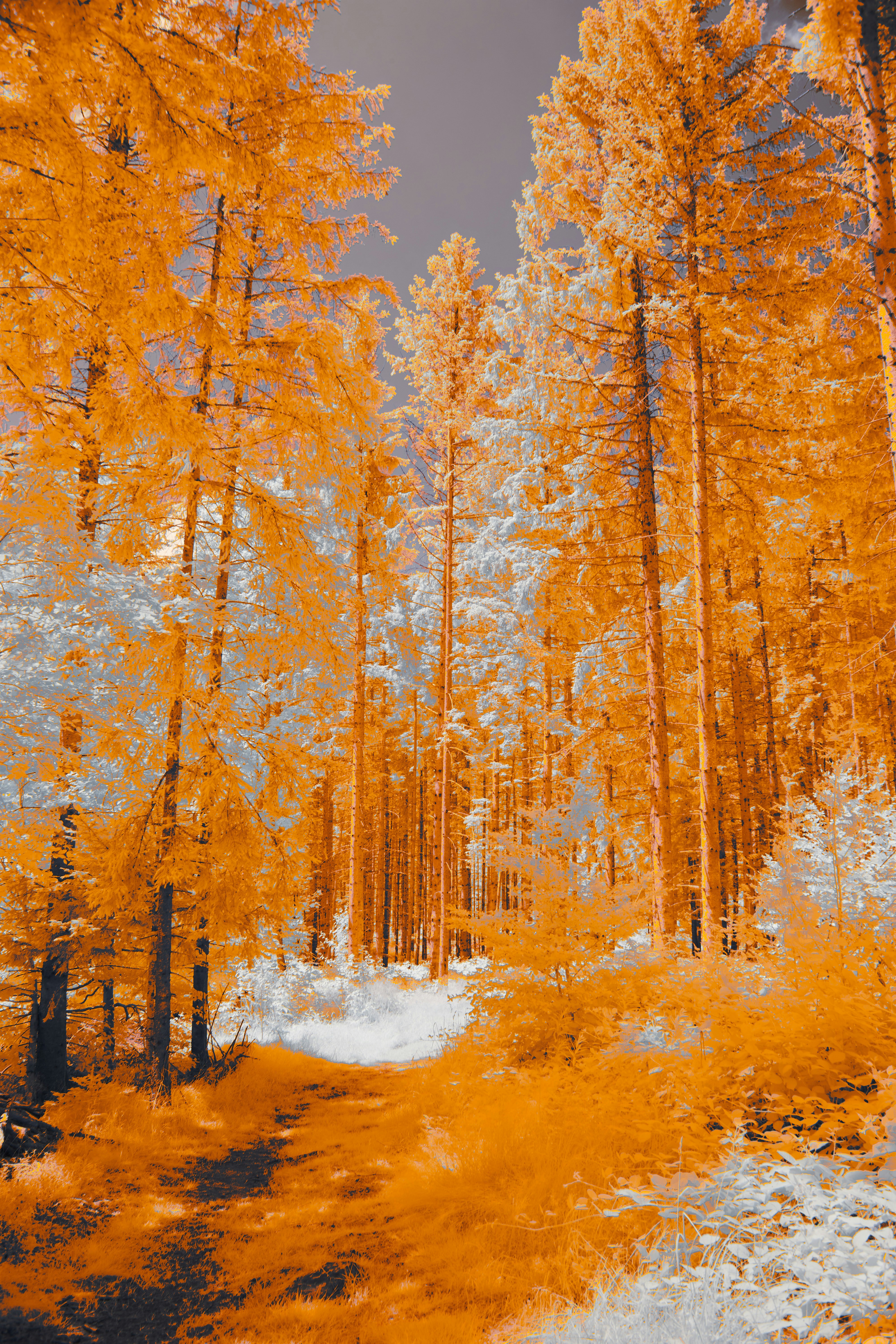 Photo by wolfgang_hasselmann