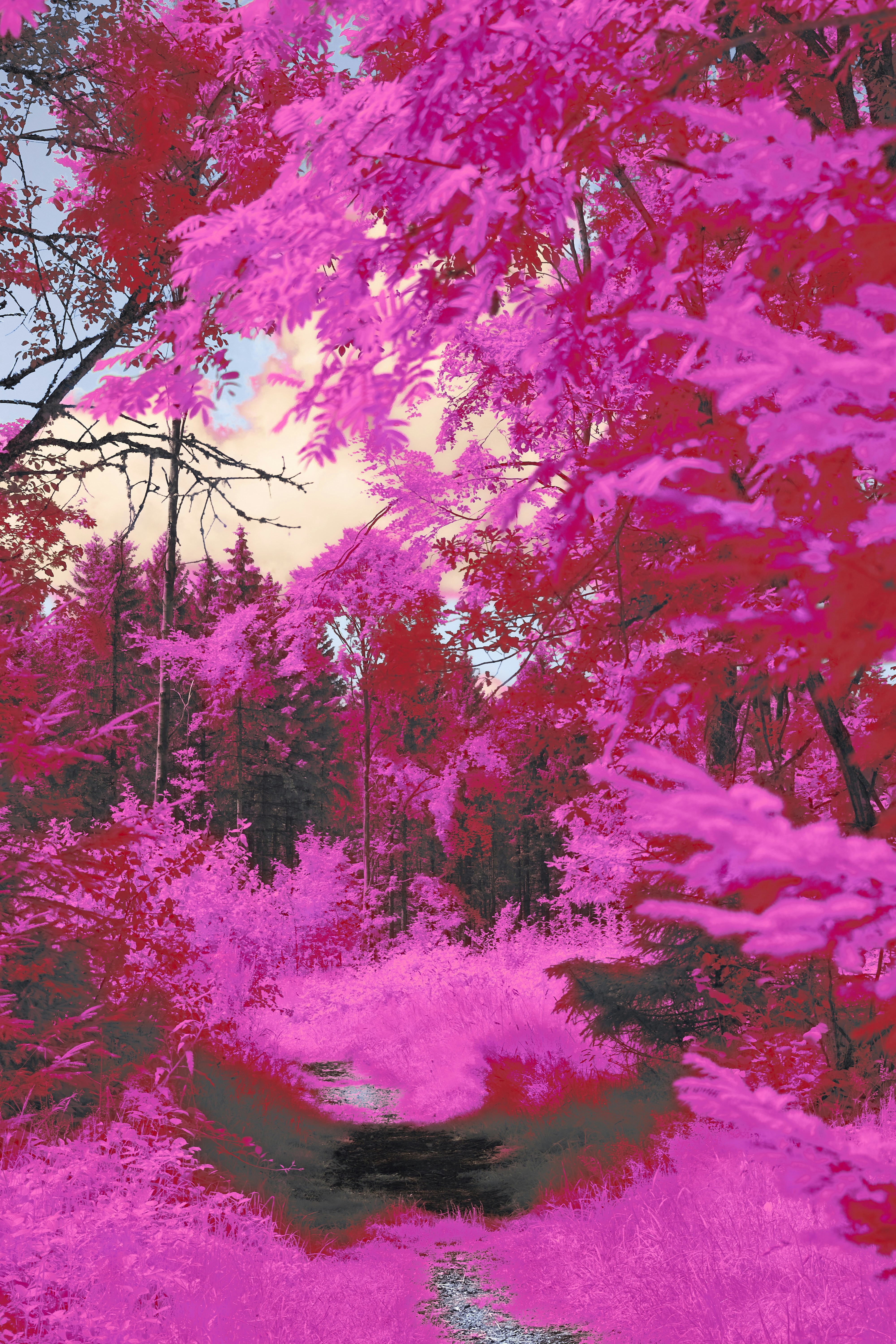 Whimsical Nature Art