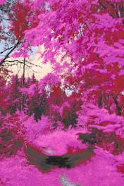 A vibrant and surreal landscape featuring a forest path surrounded by trees with leaves in shades of pink and red. The sky peeks through in pale blue and orange hues, adding to the dreamy atmosphere.