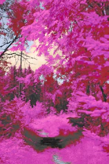 A colorful, whimsical illustration featuring a dreamy forest scene with soft pastel tones.