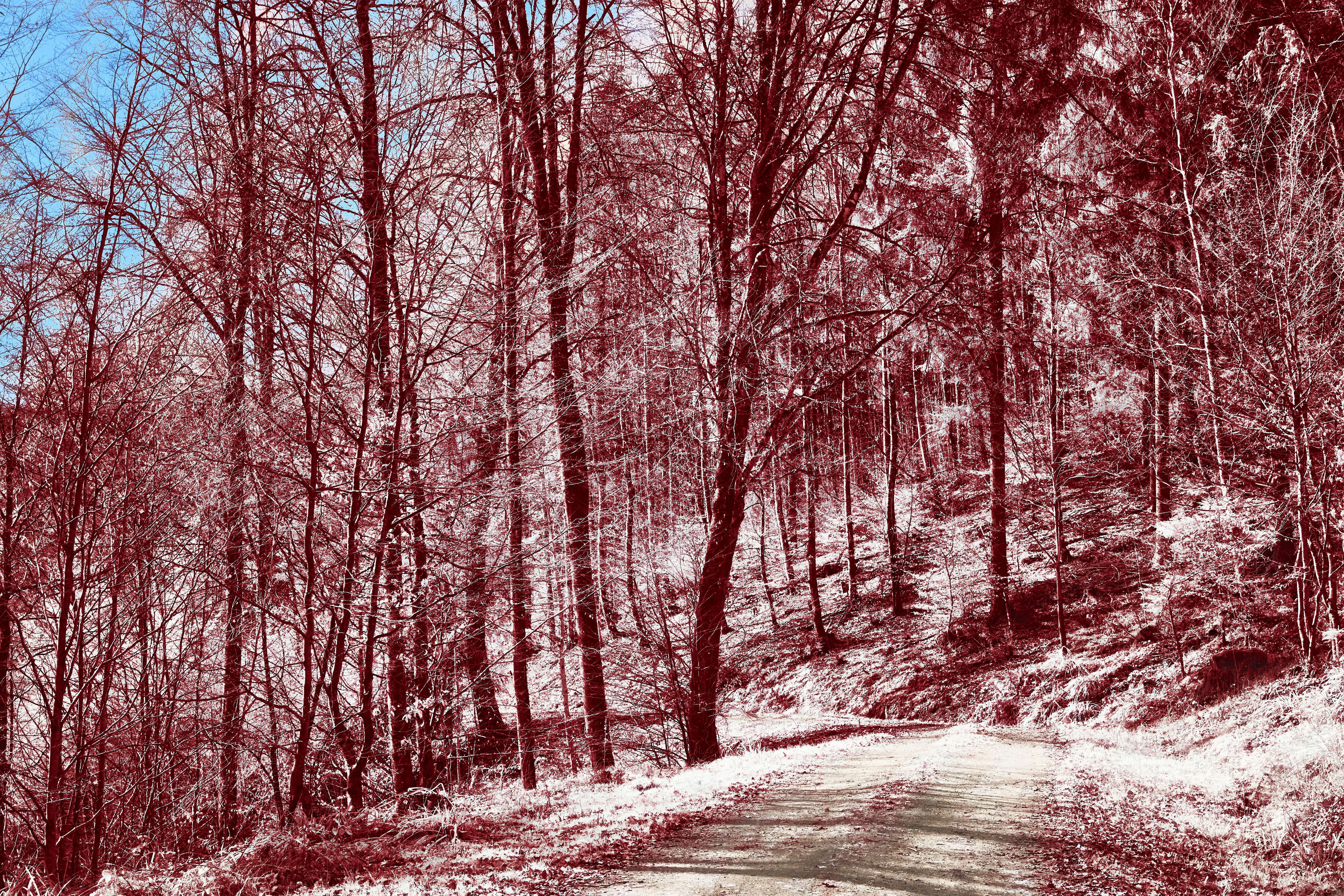 Photo by wolfgang_hasselmann