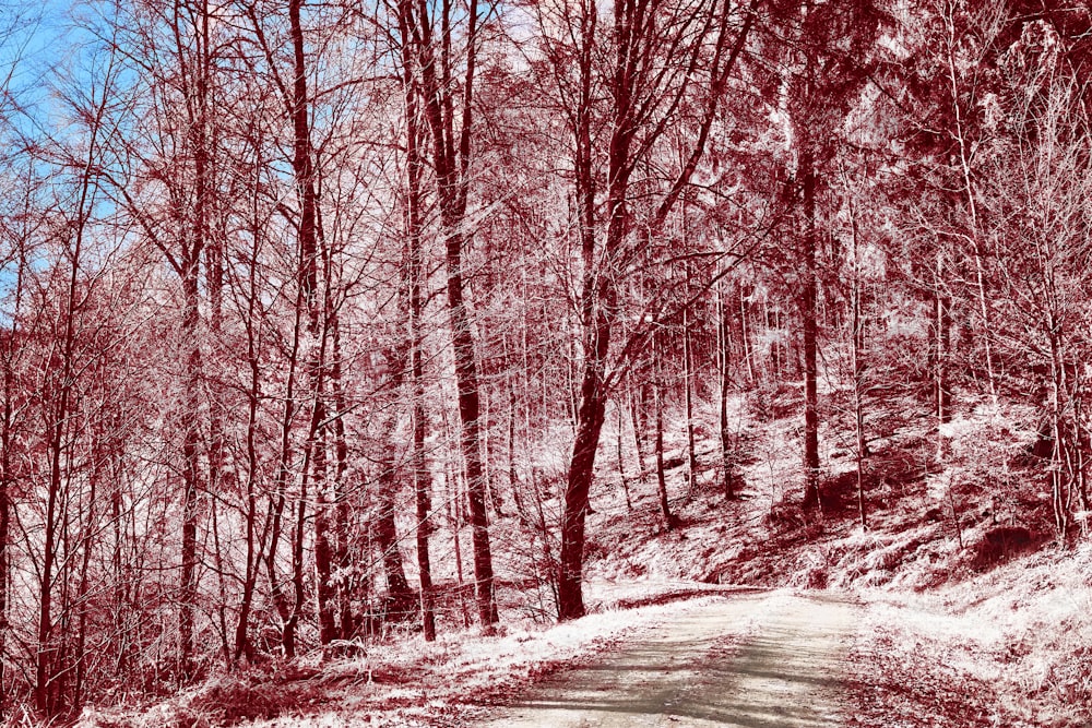 a dirt road in the middle of a forest