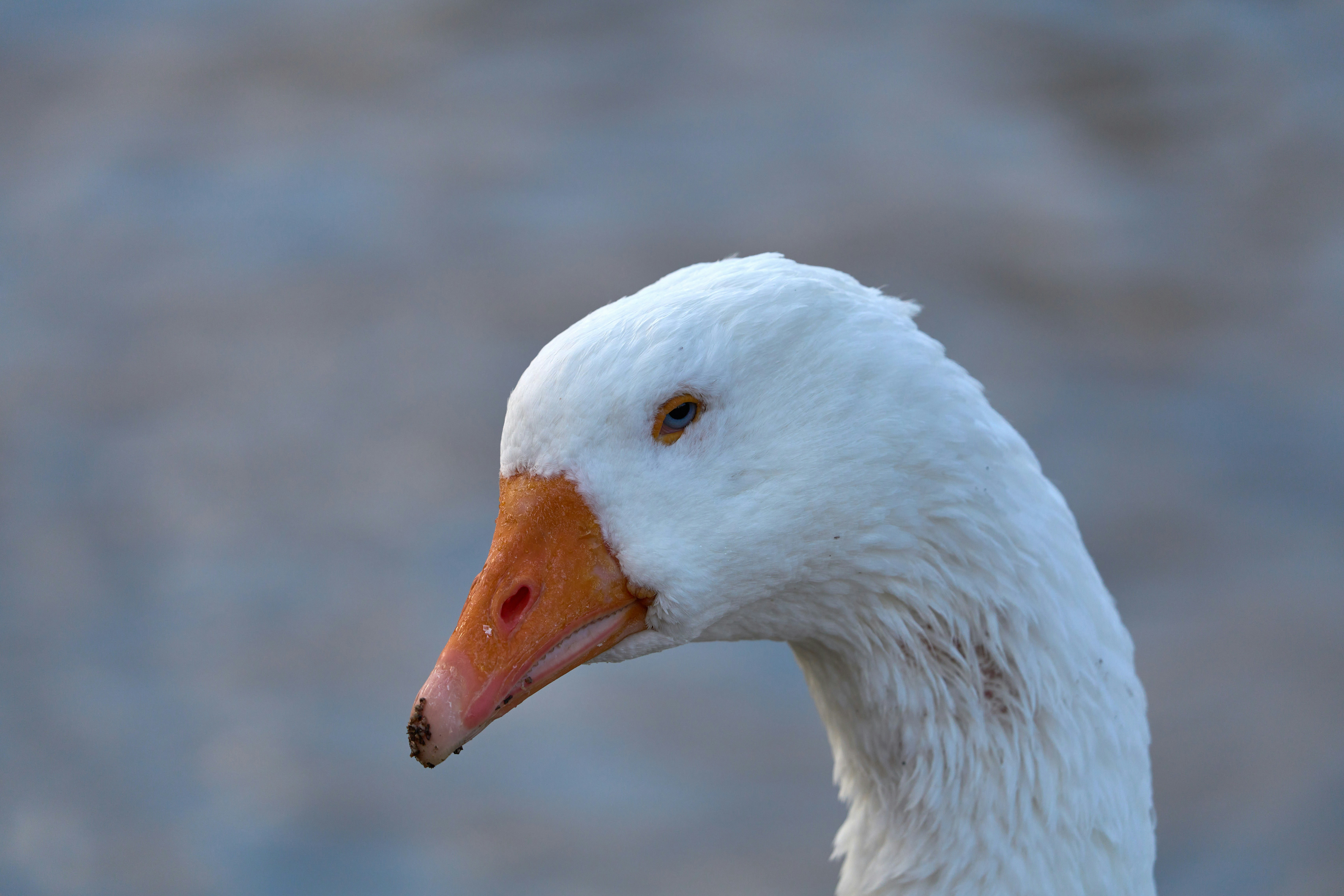 Photo by wolfgang_hasselmann