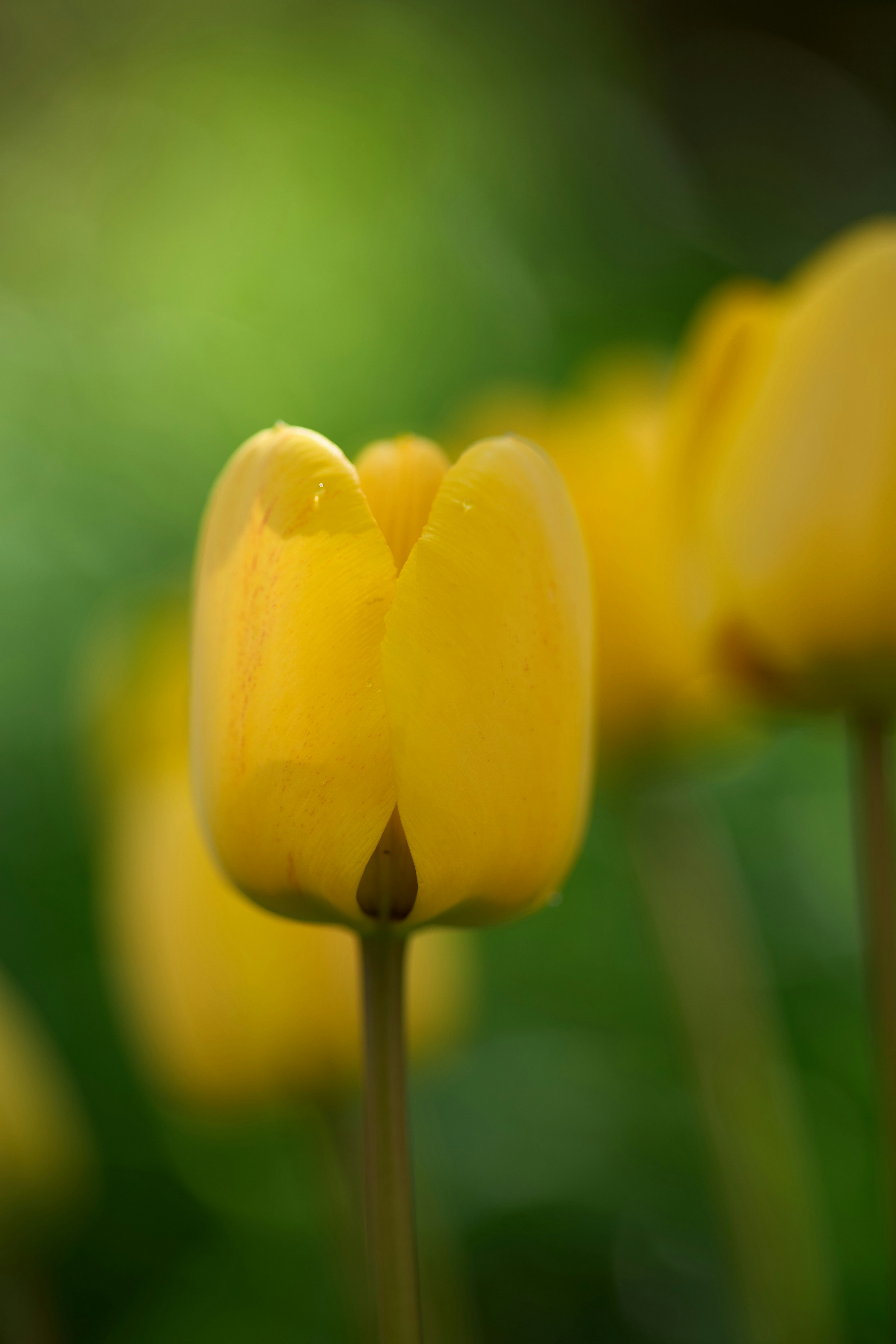 Photo by wolfgang_hasselmann