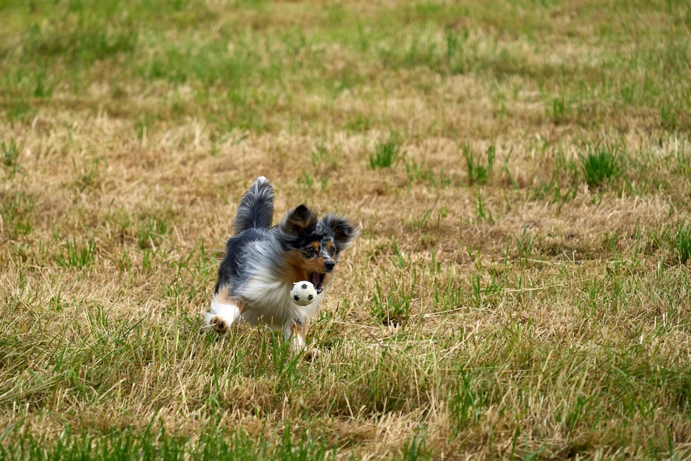 a dog running through a field with a frisbee in its mouth