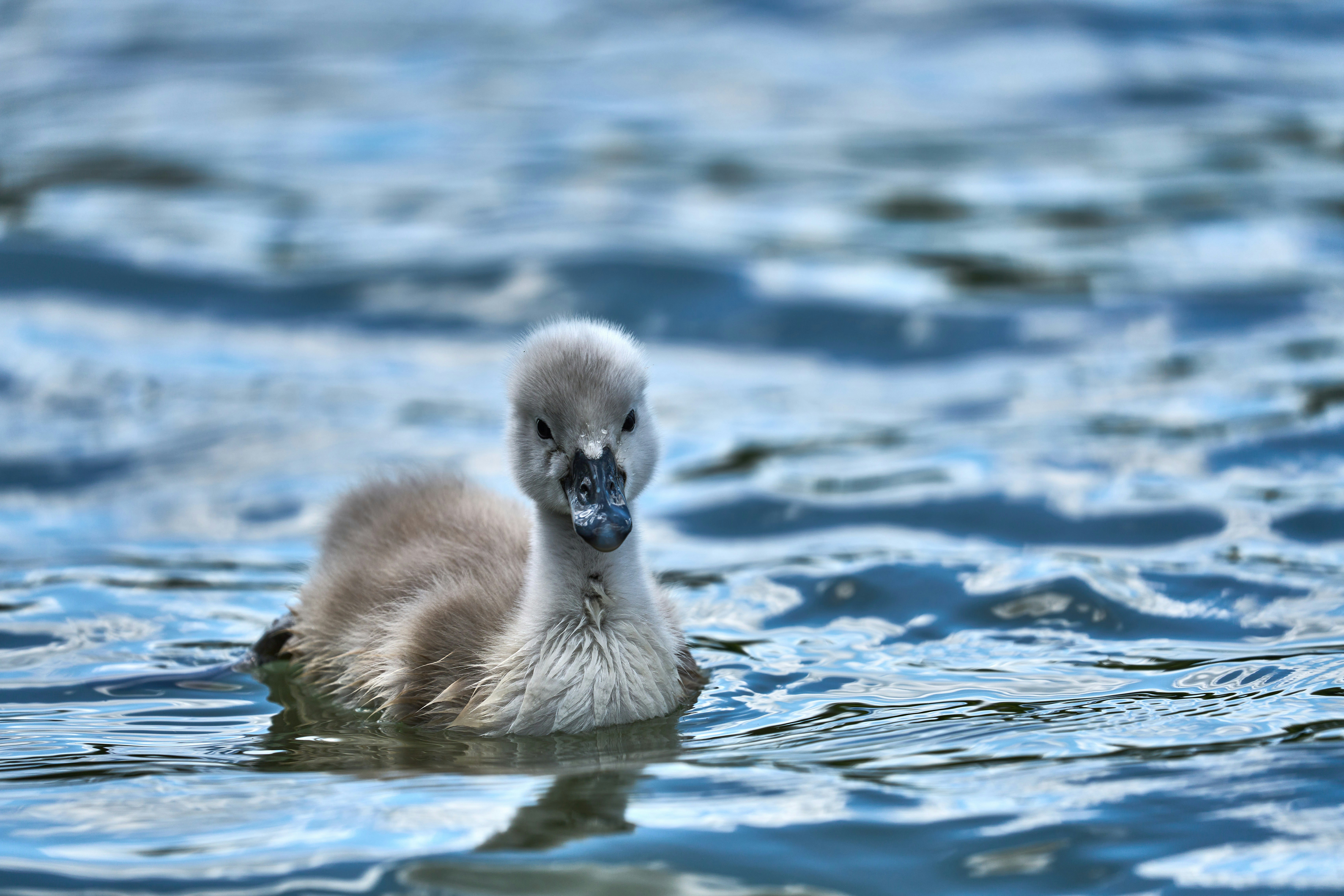 Photo by wolfgang_hasselmann