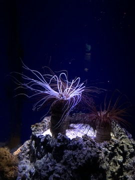 A marine scene featuring sea anemones with numerous elongated tentacles extending from their bodies. They are positioned on a rocky surface, illuminated with low light, creating a contrast against the dark blue background.