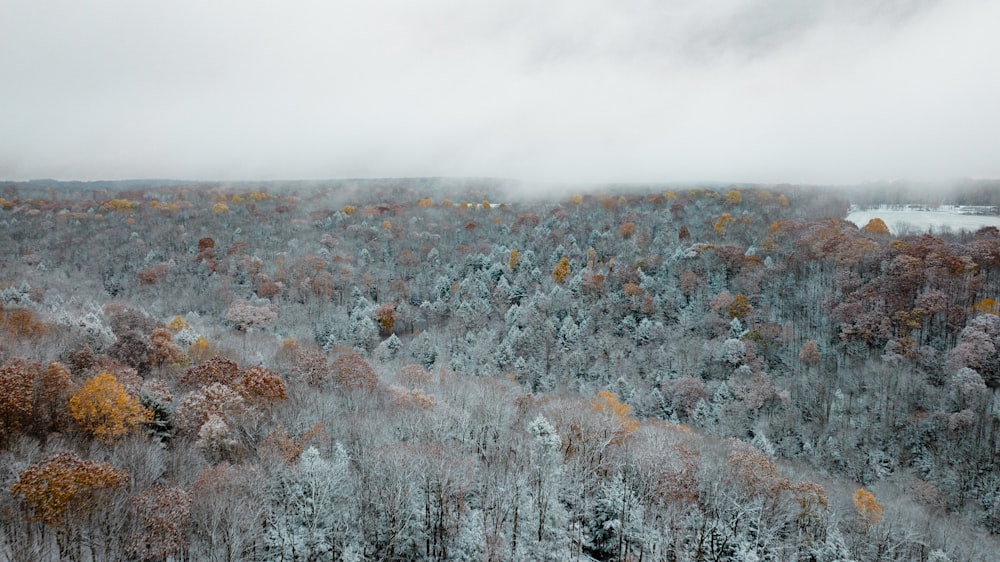 a forest covered in lots of trees covered in snow