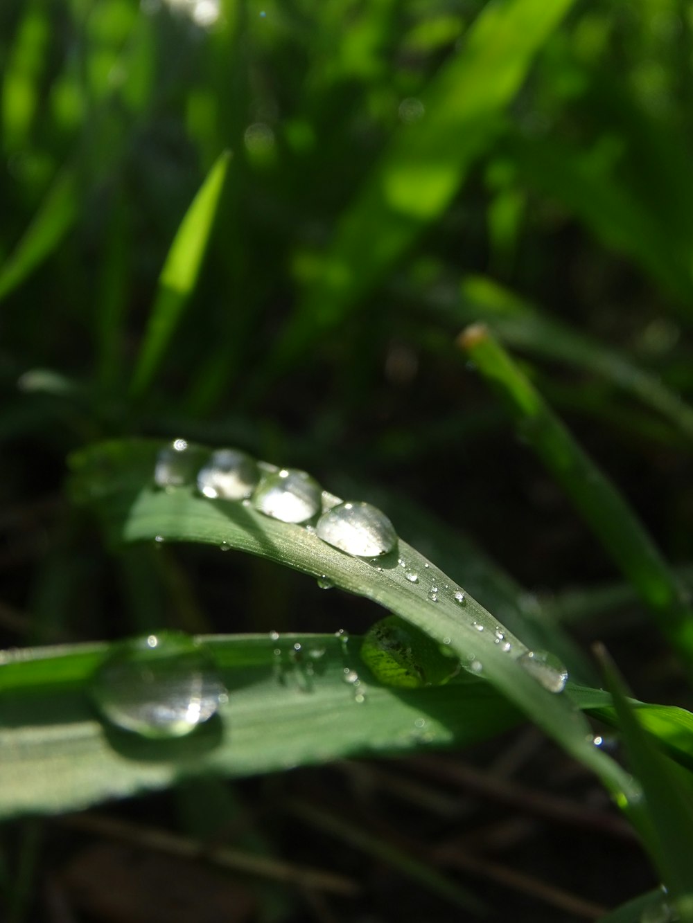 a close up of water droplets on a blade of grass