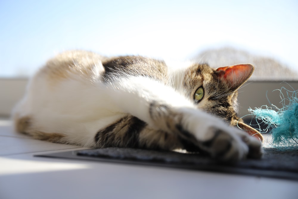 a cat laying on top of a laptop computer