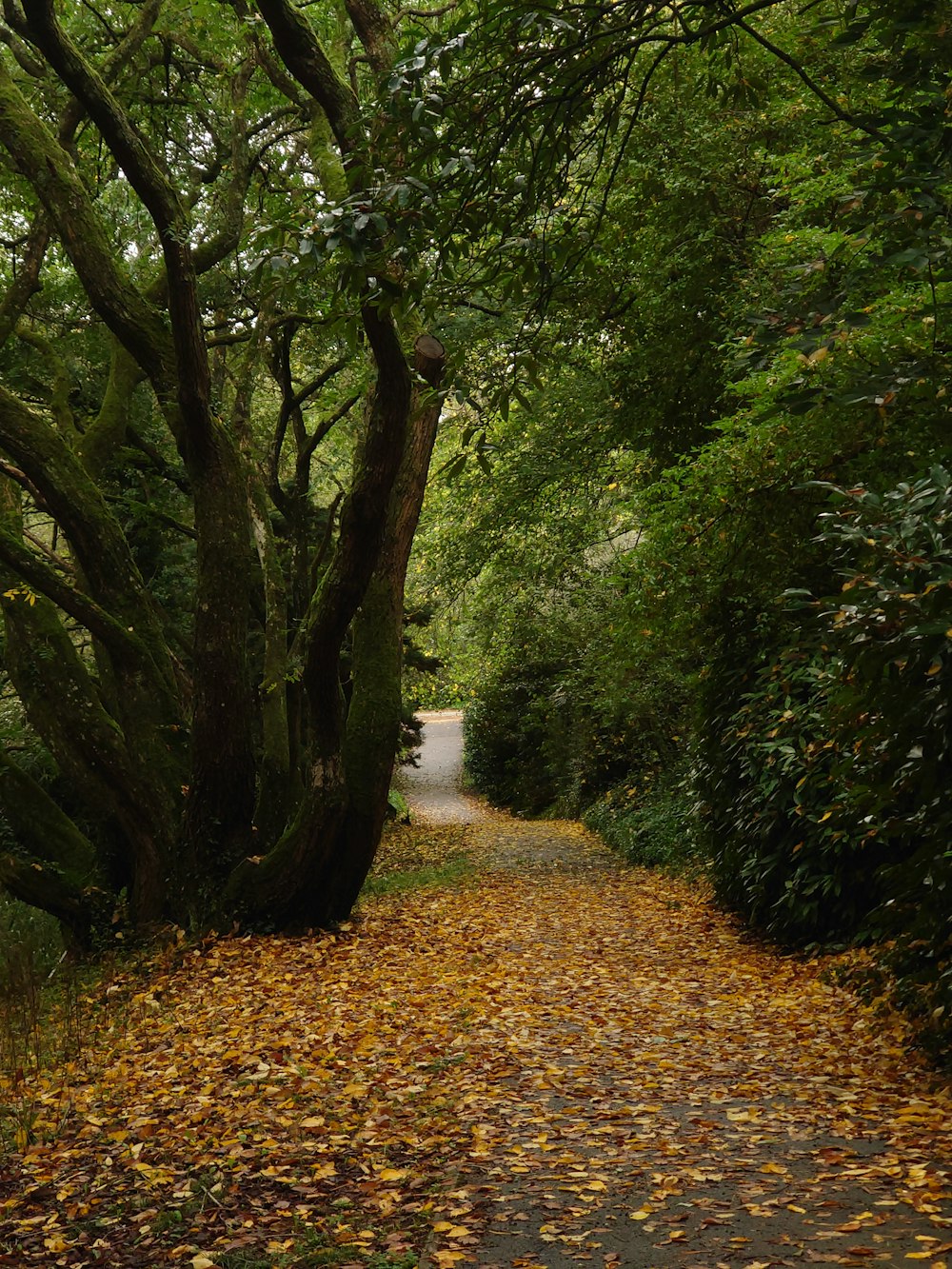 a dirt road surrounded by trees and leaves