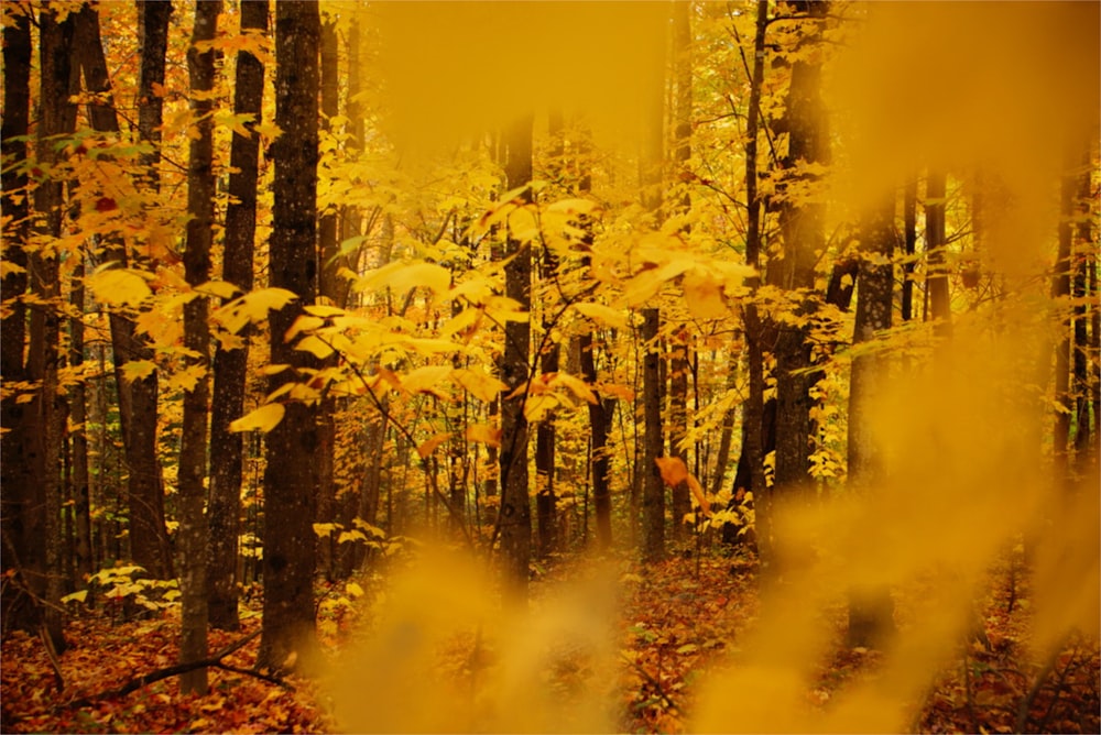 a forest filled with lots of trees covered in yellow leaves