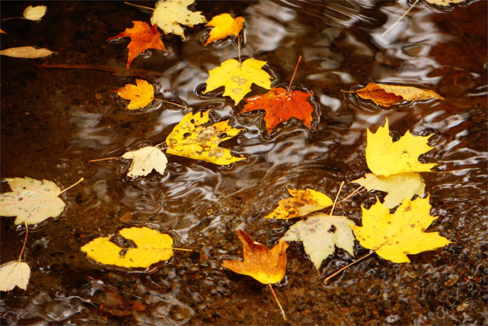 um grupo de folhas flutuando em cima de um corpo de água