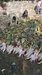 Several people are gathering and sorting large piles of freshly harvested leafy vegetables with long stems, situated on a rocky surface beside a stone wall.