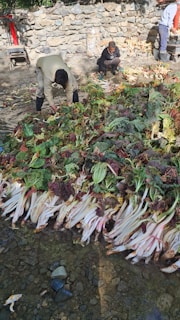 Farmers carefully selecting and sorting agricultural produce in a rural setting