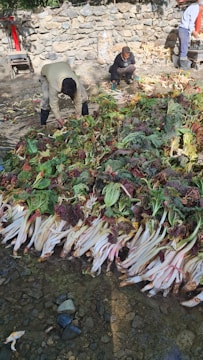 Several people are gathering and sorting large piles of freshly harvested leafy vegetables with long stems, situated on a rocky surface beside a stone wall.