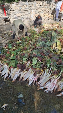 Volunteers harvesting fresh produce together.