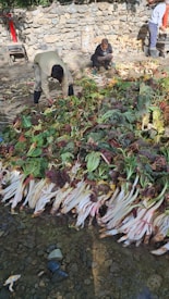 Several people are gathering and sorting large piles of freshly harvested leafy vegetables with long stems, situated on a rocky surface beside a stone wall.