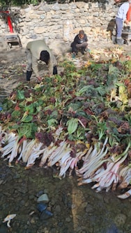 Several people are gathering and sorting large piles of freshly harvested leafy vegetables with long stems, situated on a rocky surface beside a stone wall.