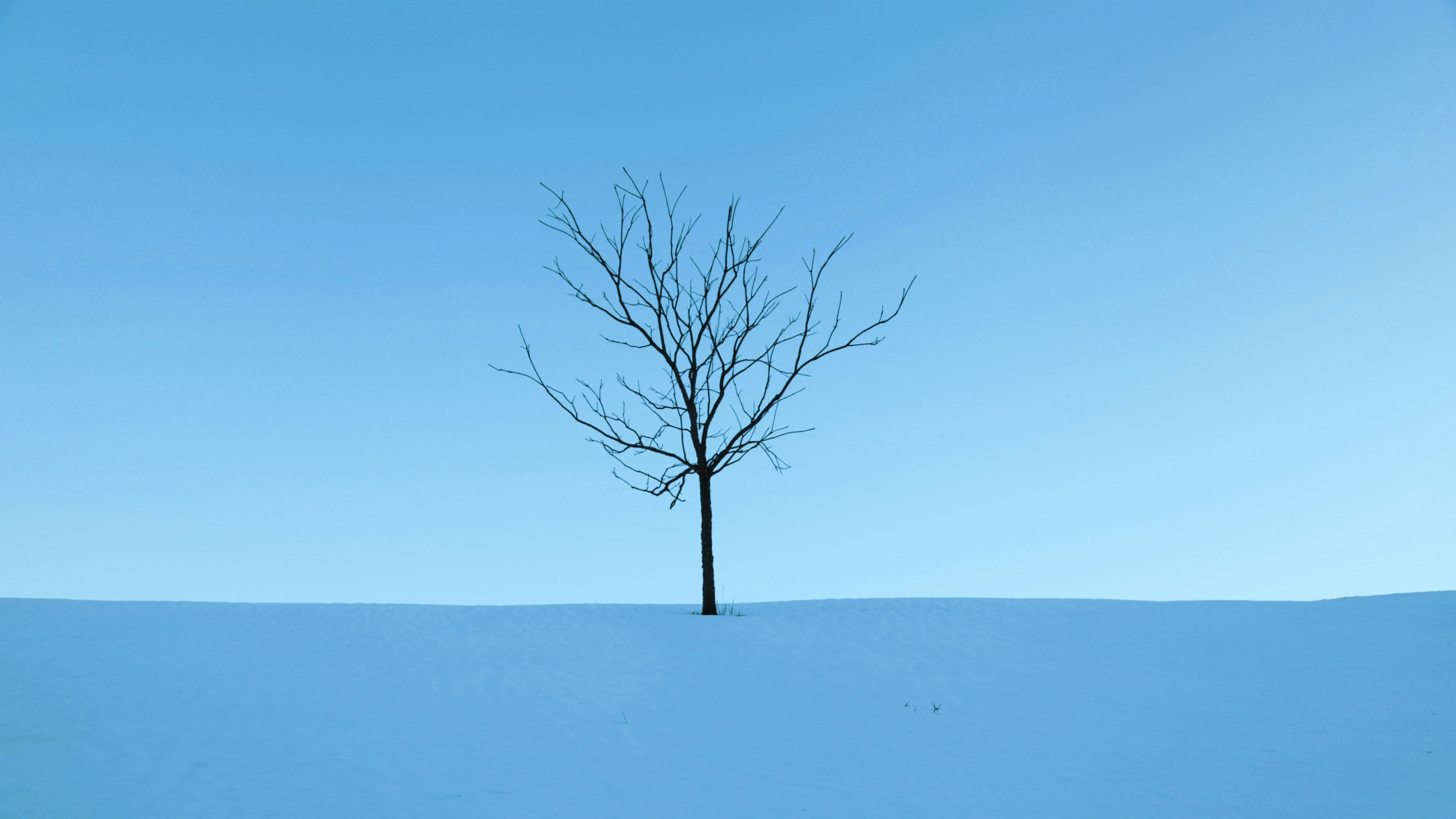 a lone tree in the middle of a snowy field